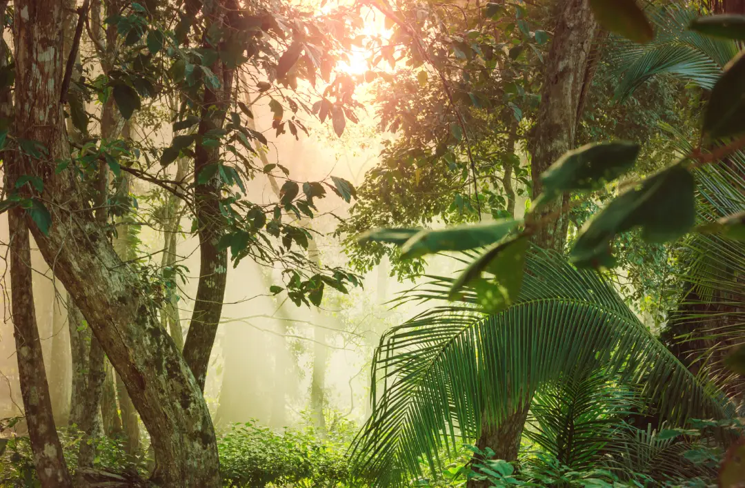 Hurja Solutions hiilijalanjäljen kompensointi -artikkelin kansikuva, jossa sademetsä.